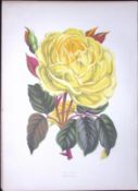 The Tea Rose Flower Antique Shirley Hibbard Greenhouse Coloured Print-7