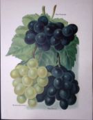 Grapes Black Hamburgh, Buckland Sweetwater, Black Alicante, Antique Mary Rivers Illustration-3.