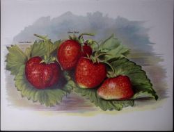 Strawberries- Veitch, Latsonâ€™s, Dr Hogg, Antique Mary Rivers Illustration-45