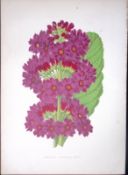 Japanese Primrose Flower Antique Shirley Hibbard Greenhouse Coloured Print-24