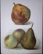 Pears Josephine de Malines, Manechal de Cour, Antique Mary Rivers Illustration-26.