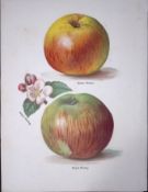 Apples - Newton Wonder, Striped Beefing. Antique Fruit Growerâ€™s Guide by John Wright Print-10