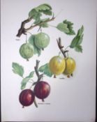 Gooseberries Angler, Leveller, Whinhamâ€™s Industry, Antique Mary Rivers Fruit Illustration-5.
