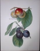 Plums Early Transparent Gage, Rivers Early Prolific, Antique Mary Rivers Illustration-31.