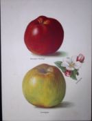 Apples- Gascoigne Seedling, Sandringham, Antique May Rivers Illustration-28.