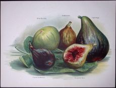 Figs White Marseilles, Toulousienne, Violette De Bordeaux, Grise, Antique Illustration-8.