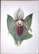 Lady Slipper Orchid Flower Antique Shirley Hibbard Greenhouse Print-2