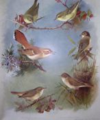 Thorburn Birds Antique Scarce 2nd Edition Print The Warbler Family-7