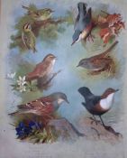 Thorburn Antique Scarce 2nd Edition Bird Print Goldcrest, Wren Sparrow, Nuthatch-9
