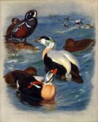 Archibald Thorburn Antique Scarce Large Bird Print The Duck Family -50.