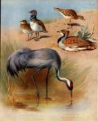 Thorburn Antique Scarce 2nd Edition Bird Print Bustard, Crane, Curlew– 61.