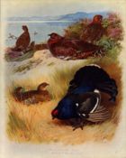 Archibald Thorburn Antique Scarce 2nd Edition Bird Print Red & Black Grouse-55.