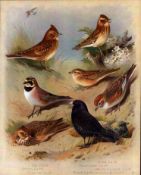 Thorburn Antique Scarce 2nd Edition Bird Print The Lark Family -22.