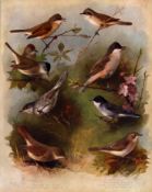 Archibald Thorburn Antique Scarce 2nd Edition Large Bird Print Garden Birds-5.