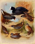 Archibald Thorburn Antique Scarce Large Bird Print Marshland Varieties - 59.