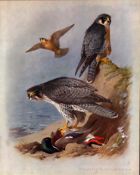 Antique Scarce Large Second Edition Bird Print Peregrine & Gyr Falcon-37
