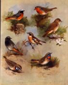 Archibald Thorburn Antique Scarce 2nd Edition Large Bird Print Garden Birds-4.