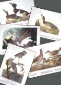 Job-Lot John James Audubon Birds of America 72-Year-Old Coloured Book Plates-1