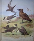 Archibald Thorburn Antique Scarce Bird Chromolithograph the Skua Family-75
