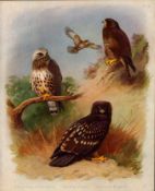 Antique Scarce Second Edition Large Bird Print Spotted Eagle & Buzzards-31.