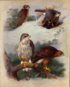 Thorburn Antique Scarce Second Edition Bird Print Goshawk & Sparrow Hawk-34.