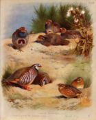 Archibald Thorburn Antique Scarce 2nd Edition Bird Print Partridge & Quail-58