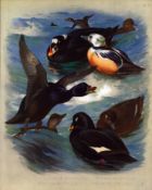 Archibald Thorburn Antique Scarce Large Bird Print The Duck Family -51.