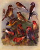 Thorburn Antique Scarce 2nd Edition Bird Print Finches, Crossbill, Grosbeak-17.