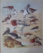 Thorburn Antique Scarce Chromolithograph Sandpiper & Stint Family-66
