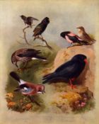 Thorburn Antique Scarce 2nd Edition Bird Print Starling, Nutcracker, Jay,-19.