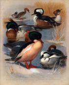 Archibald Thorburn Antique Scarce Large Bird Print The Duck Family -52.