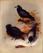 Thorburn Antique Scarce 2nd Edition Bird Print Hooded & Carrion Crow -21.