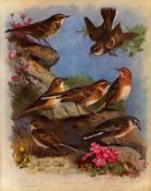 Archibald Thorburn Antique Scarce 2nd Edition Bird Print Pippit-Family-12.