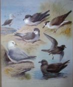 Thorburn Antique Scarce Bird Chromolithograph Albatross, Petrel, Fulmar-80