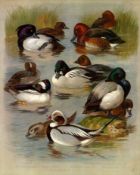 Archibald Thorburn Antique Scarce Large F Bird Book Plate The Duck Family -49.