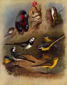 Archibald Thorburn Antique Scarce 2nd Edition Bird Print Wagtail-Family 11.
