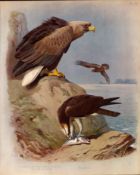 Antique Scarce Second Edition Bird Print White Tailed Eagle & Osprey-33.