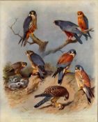 Antique Scarce Large Second Edition Bird Print Falcon, Hobby, Merlin-38