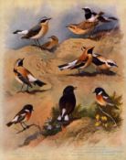 Archibald Thorburn Antique Scarce 2nd Edition Large Bird Print the Wheatear-3.