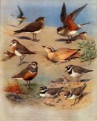 Thorburn Antique Scarce 2nd Edition Large Bird Print Plover, Courser, Pratincole– 62.