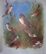Archibald Thorburn Birds Antique Scarce 2nd Edition Print The Warbler Family-8