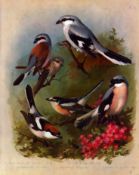 Archibald Thorburn Antique Scarce 2nd Edition Bird Print Shrike Family-13.