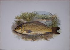 Carp Rev Houghton British Freshwater Fish 1879 Scarce Wood Engraving-38