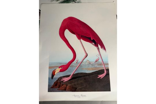 A selection of Ornithological prints from the Audubon folio and Chinese bird paintings of the Ch' - Image 6 of 8