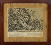 Johann Elias Ridinger (1698-1767) DER ILTIS Copper engraving on paper, 33x40.5 cm (51.5x58 cm), full