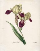 Johann Baptist Clarot (1798-1855) A COLLECTION OF LITHOGRAPHS: IRIS AND LILY Six lithographic prints