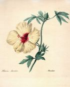 Johann Baptist Clarot (1798-1855) A COLLECTION OF LITHOGRAPHS: HIBISCUS AND PRIMROSE Six lithographs