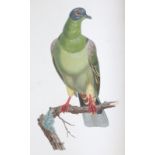 Knip,A.P.J., C.J.Temminck u. F.Prevost.