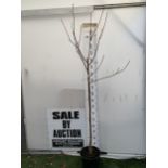 ONE PRUNUS FRUIT TREE CHERRY 'MORELLO' IN A 12 LTR POT. APPROX 2.3 METRES, THIS CHERRY HAS LARGE