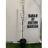 ONE PEAR PYRUS CONCORDE TREE IN A 12 LTR POT. APPROX 160CM IN HEIGHT, THIS PEAR HAS PALE FRUITS